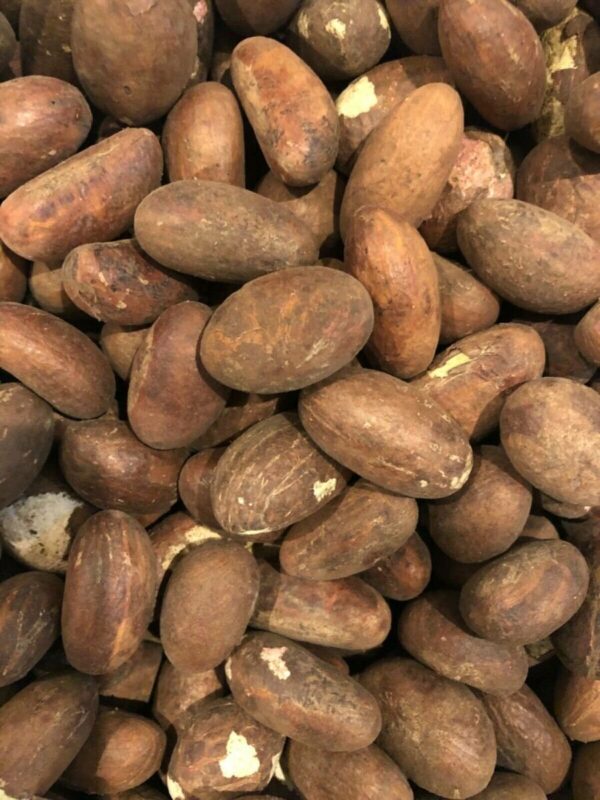 100% pure Africa bitter kola nut