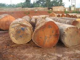 Africa Timber wood log