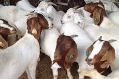 Africa live simmental goat