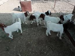 Africa pregnant goat