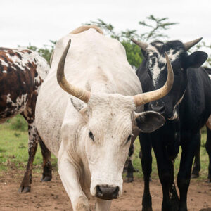 Live African Cattle