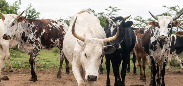 Live African Cattle