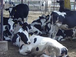 Beef cattle & dairy cattle