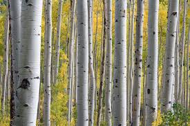 Birchwood
