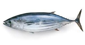 Bonito Fish
