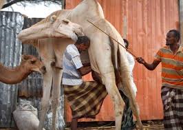 Camel meat