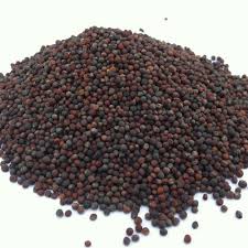 Canola seeds