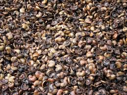 Cashew nut shell