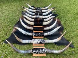 Cow horn