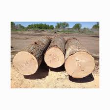 Cypress wood lumber and Logs