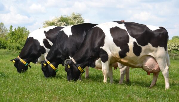 Africa Holstein cow