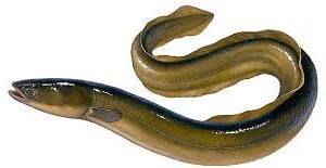 Eel Fish