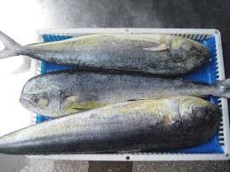 FROZEN WHOLE ROUND MAHI-MAHI