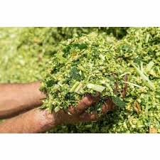 Fresh silage corn