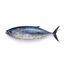 Frozen Whole Yellowfin Tuna