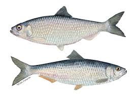 Herring Fish