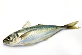 Horse Mackerel Fish
