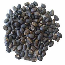 Jatropha seeds