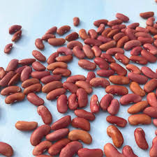 Kidney Bean