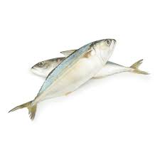 Mackerel Fish