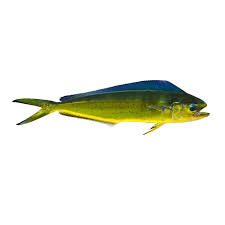 Mahi Mahi Fish