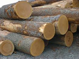 Oak wood lumber and Logs
