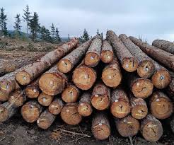 Pine wood Lumber and Logs