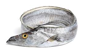 Ribbon Fish