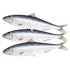 Sardine Fish