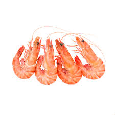 Shrimp