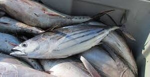 Skipjack Tuna Fish