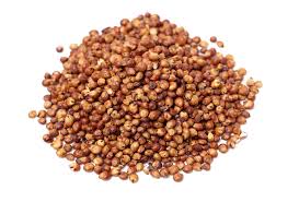 Sorghum