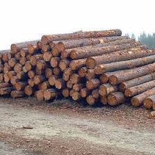 Southern Yellow Pine wood lumber and Logs