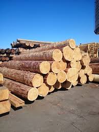 Spruce wood lumber and Logs