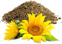 Sunflower cake