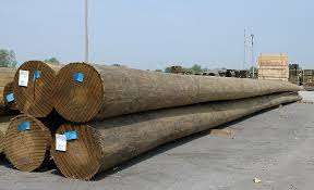 Timber pilings
