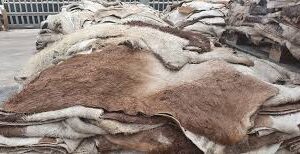 Wet salted Cow hide