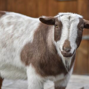 Africa Live Goat