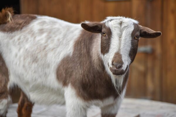 Africa Live Goat