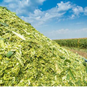 Corn Silage