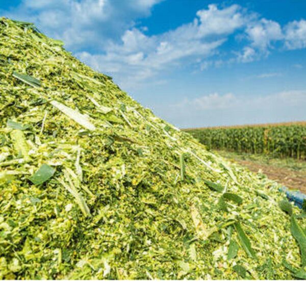 Corn Silage