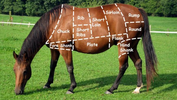 Horse meat